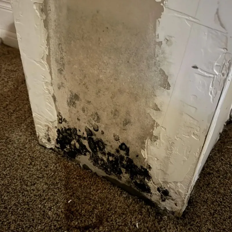 Professional Mold Removal in Iowa City, IA